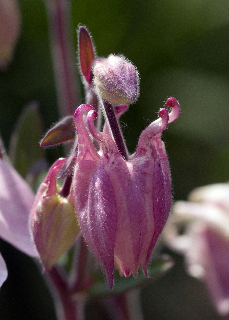 Makroaufnahme einer mir unbekannten Blume (Ausschnitt)