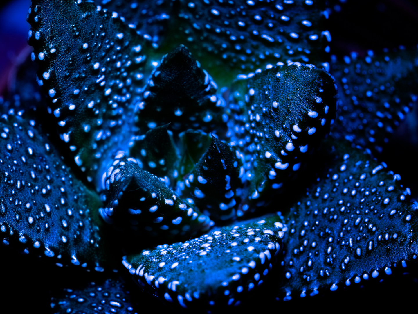 Makroaufnahme einer Sukkulente mit Blaufilter