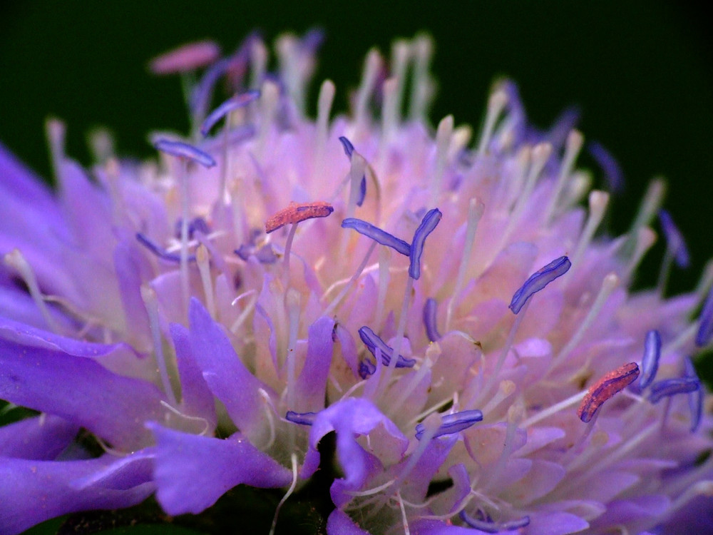 Makroaufnahme einer Wiesenblume