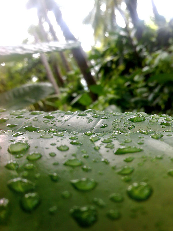 Makroaufnahme eines Blattes mit Wassertropfen