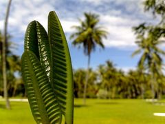 Makroaufnahme eines Blattes vor dem ausgedienten Golfplatz