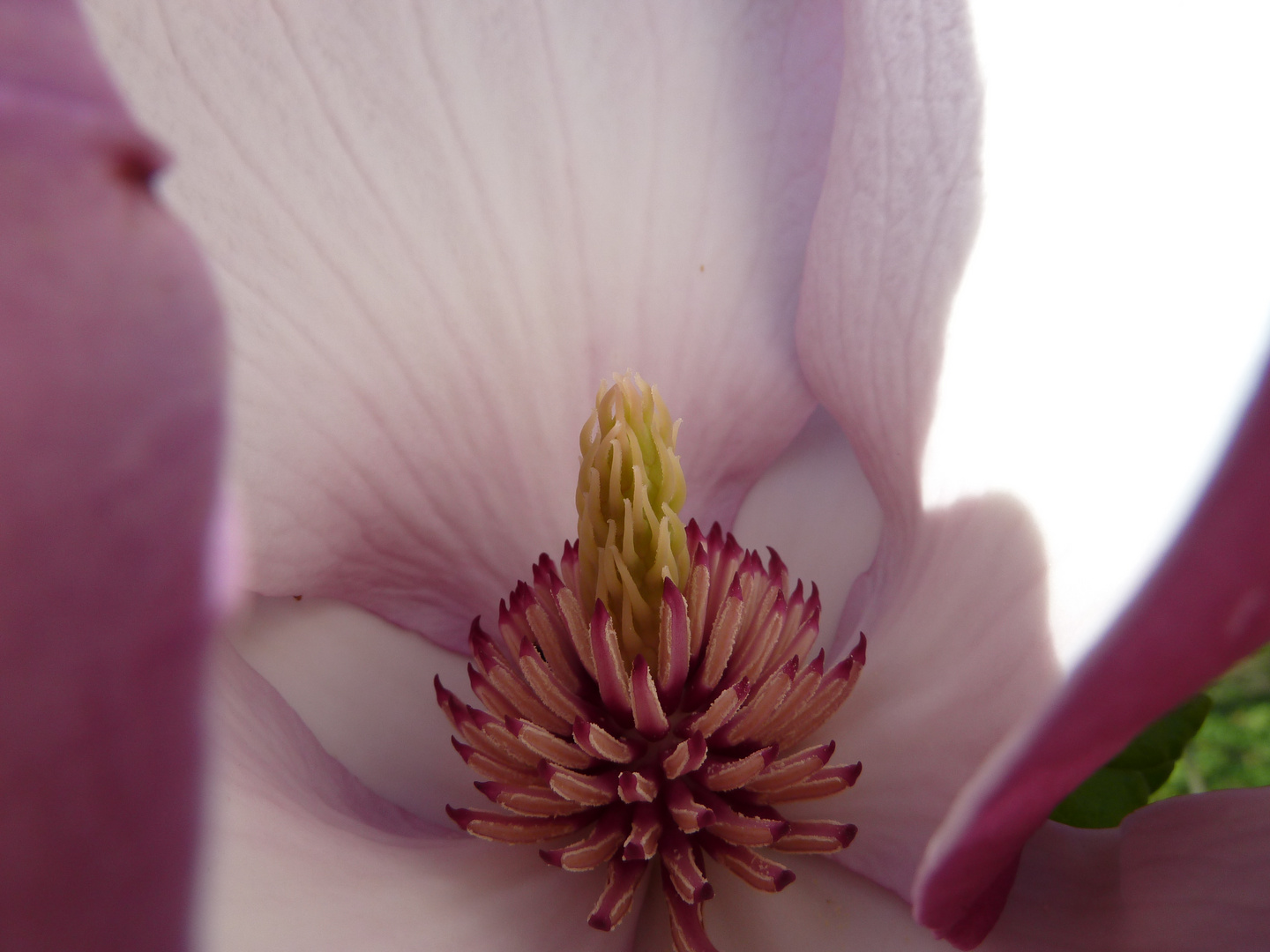 Makroaufnahme eines Blüten-Inneren