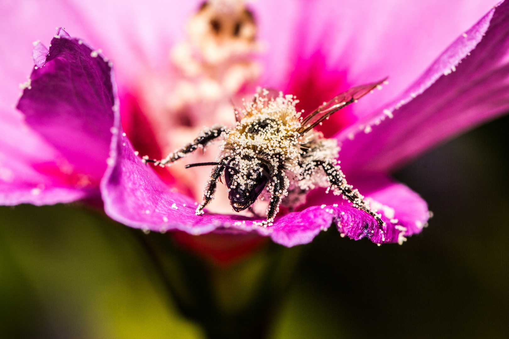 Makroaufnahme: Kleine Biene ganz groß in der Hibiskusblüte