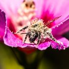 Makroaufnahme: Kleine Biene ganz groß in der Hibiskusblüte