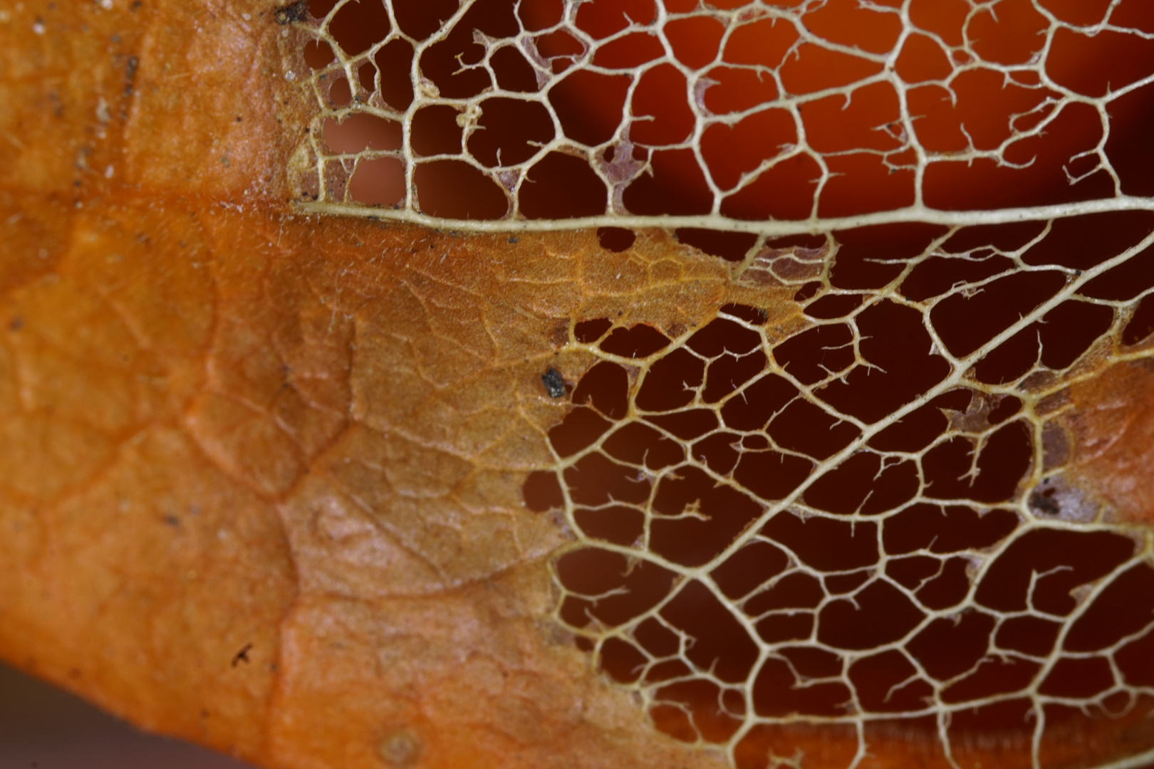 Makroaufnahme Physalis