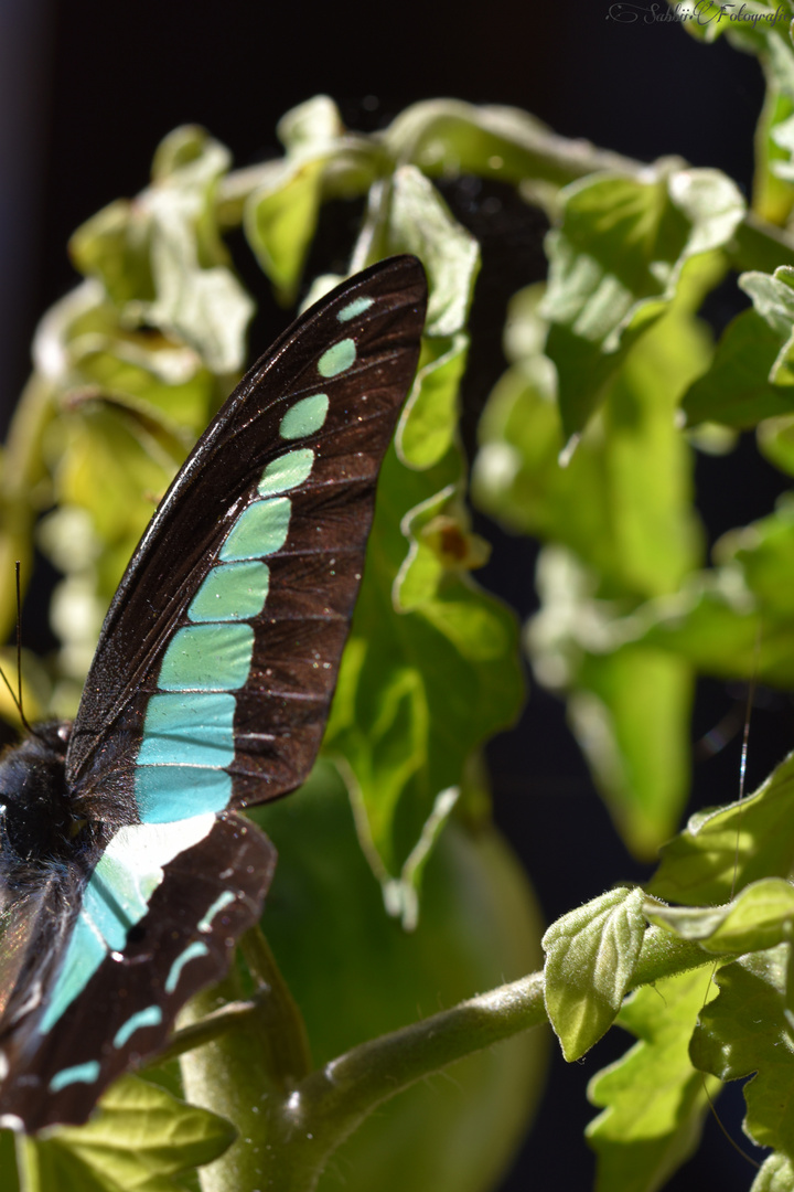 •Makroaufnahme Schmetterling• 