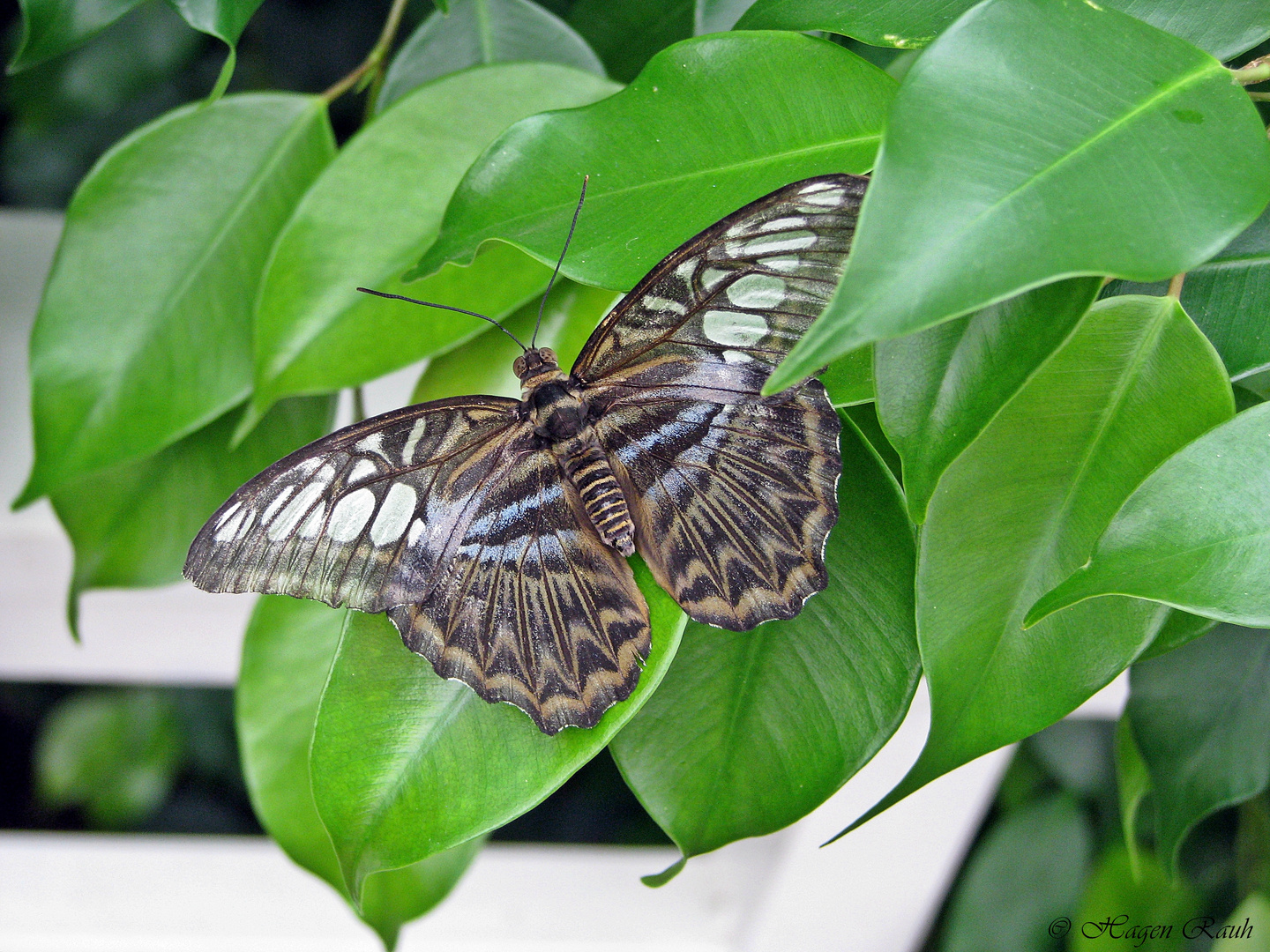 Makroaufnahme Schmetterling / Schmetterlingspark Bendorf Sayn