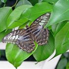 Makroaufnahme Schmetterling / Schmetterlingspark Bendorf Sayn