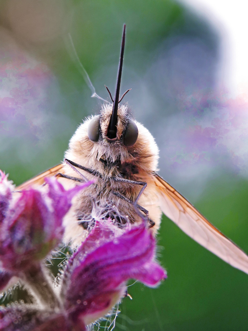 Makroaufnahme von einem Wollschweber/Bombyliidae