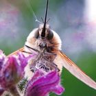 Makroaufnahme von einem Wollschweber/Bombyliidae