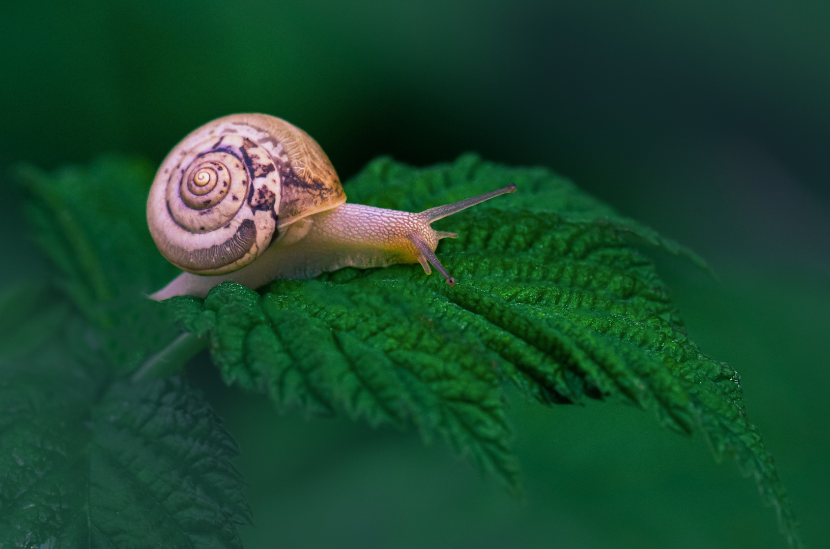 Makroaufnahme von einer Gartenschnecke auf dem Himbeerblatt.