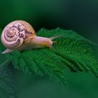 Makroaufnahme von einer Gartenschnecke auf dem Himbeerblatt.