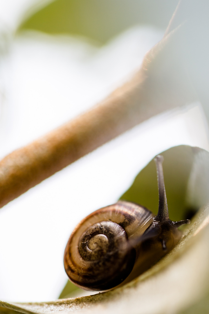 Makroaufnahme von einer Schnecke