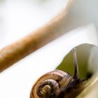 Makroaufnahme von einer Schnecke