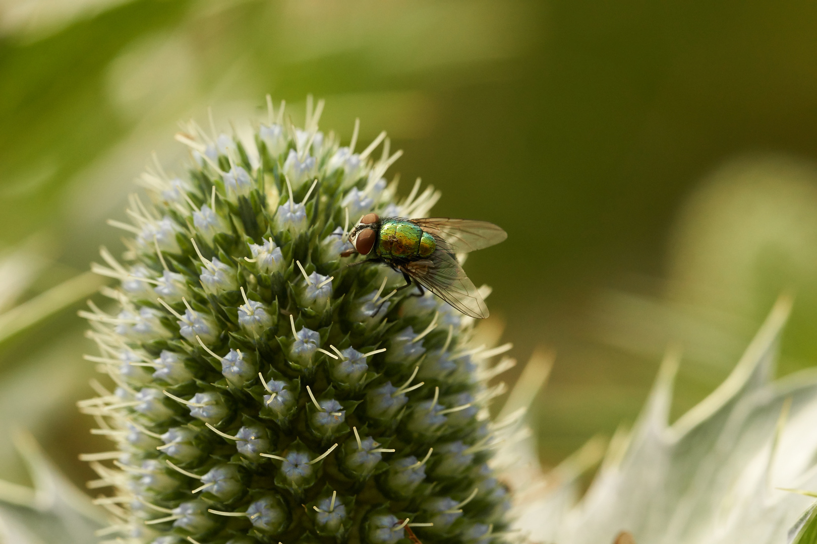 Makroaufnahme von grüner Fliege auf Distel