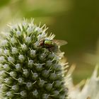 Makroaufnahme von grüner Fliege auf Distel