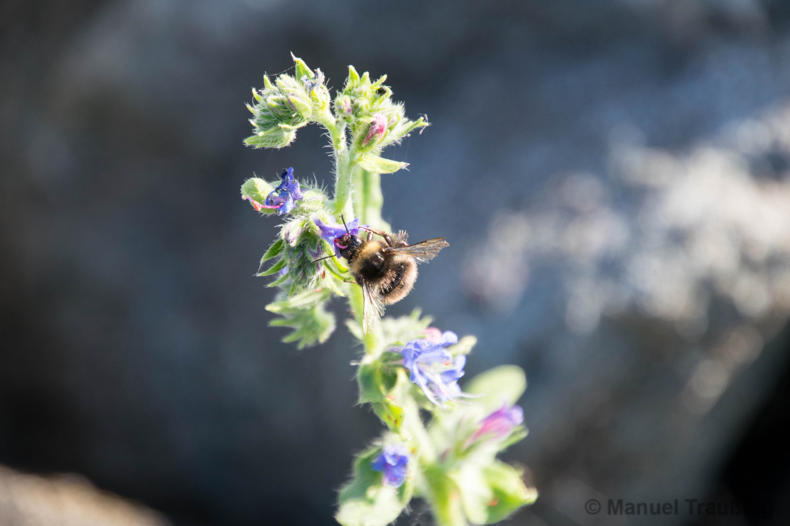 Makrobereich Hummel I