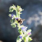 Makrobereich Hummel I