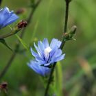 Makroblüte in blau vor grün