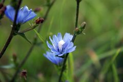 Makroblüte in blau vor grün