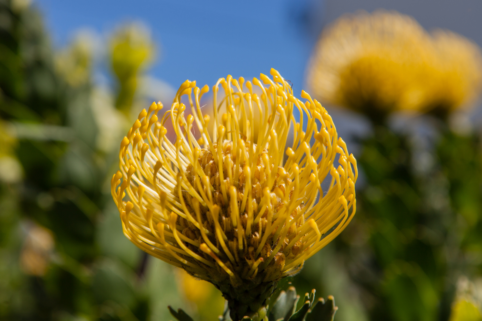 Makroblume Kanaren