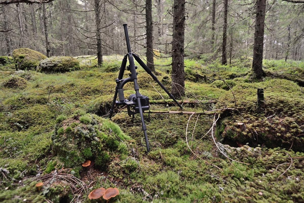 Makroeinsatz in den Wäldern von Schweden