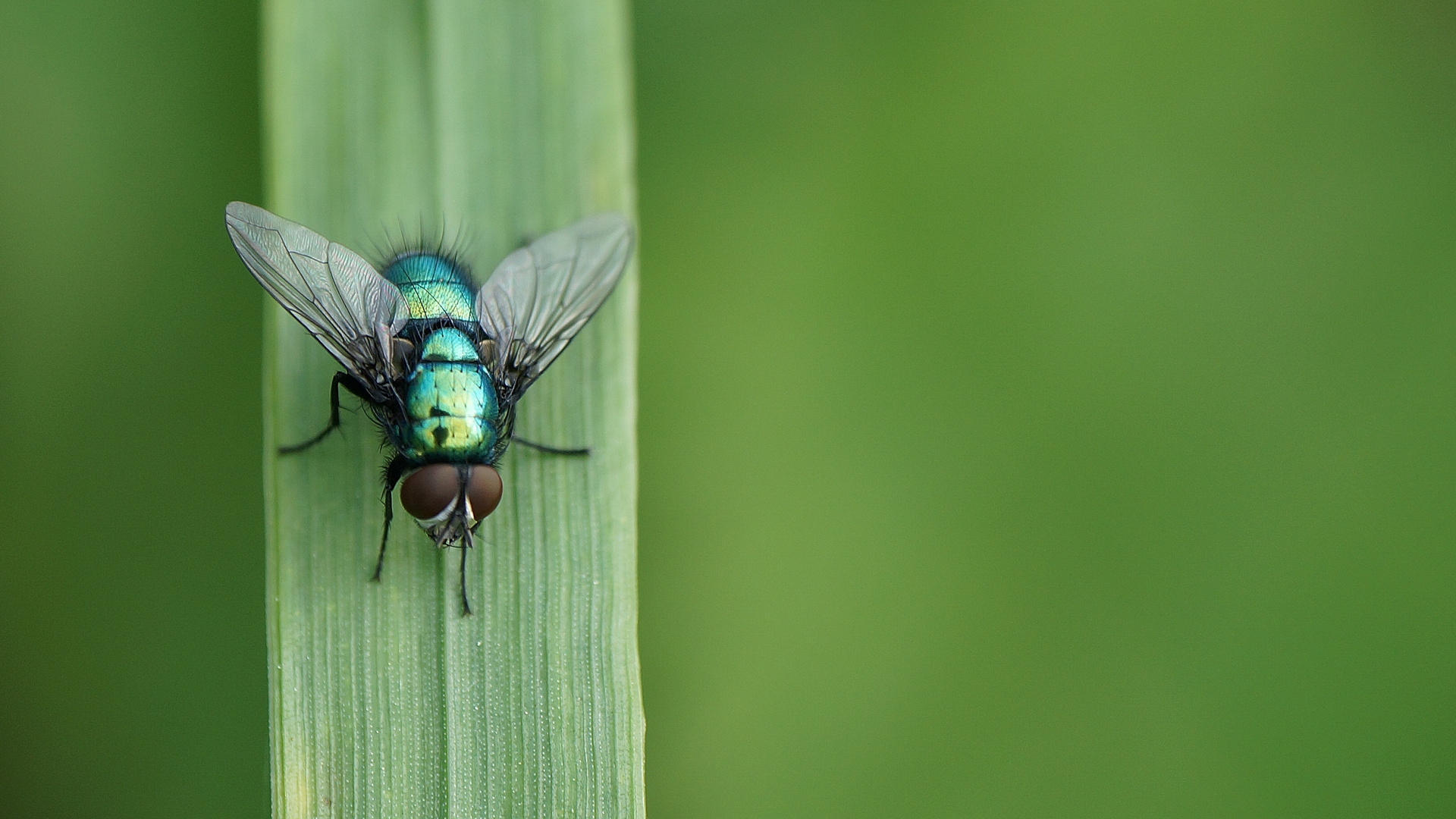 Makrofliege in weichem Grün