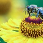 »Makrofografie im Botanischen Garten« am 01.06.19 