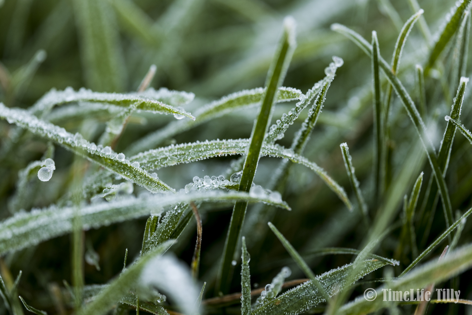 Makrofoto Frost in unserem Garten