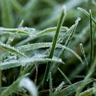 Makrofoto Frost in unserem Garten