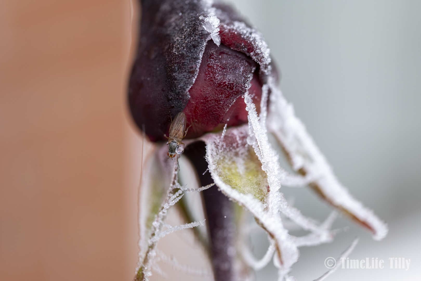 Makrofoto Frost in unserem Garten