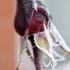 Makrofoto Frost in unserem Garten