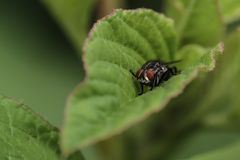 Makrofoto Insekt