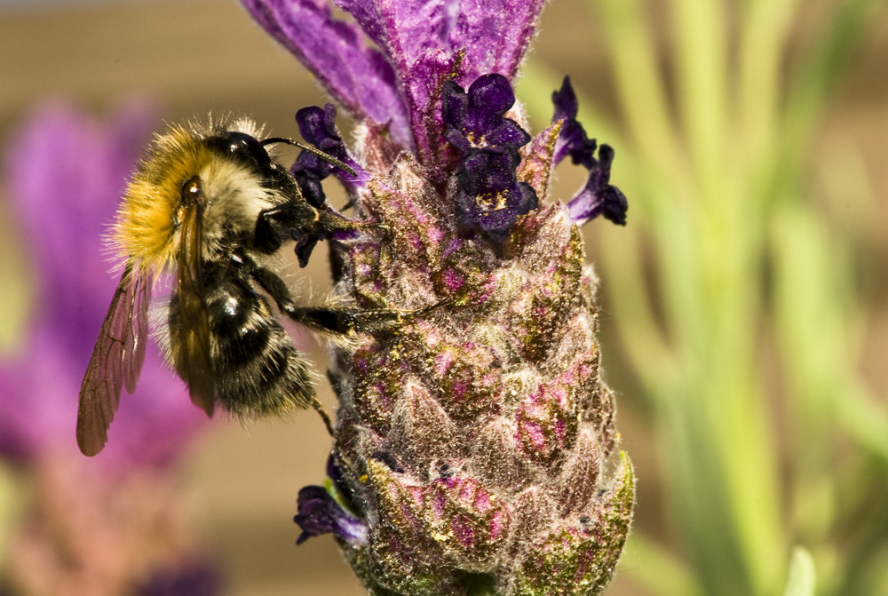 Makrofoto meiner Gartenhummel