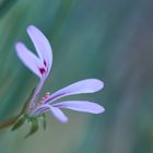 Makrofotografie im Botanischen Garten 