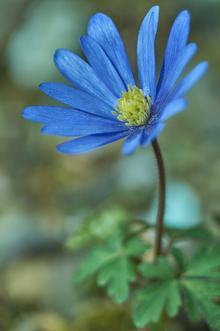 Makrofotografie im Botanischen Garten 2