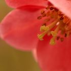 Makrofotografie im Botanischen Garten 