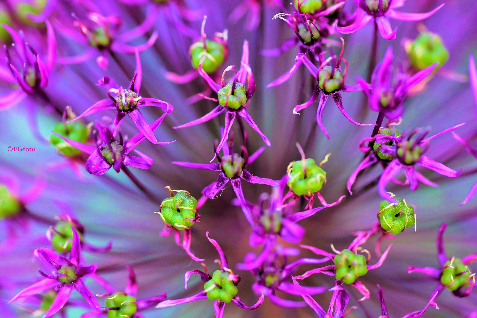 »Makrofotografie im Botanischen Garten« am 01.06.2019