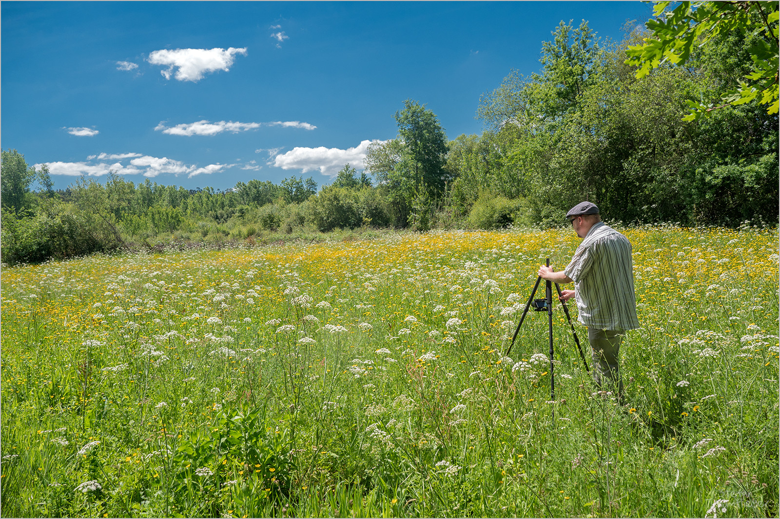 Makrofotografie in der Sommerwiese (Video)