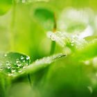 Makrofotografie: Wassertropfen im Gras