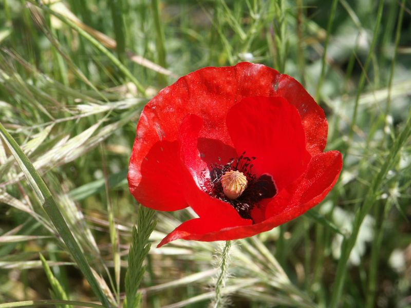 makromohn