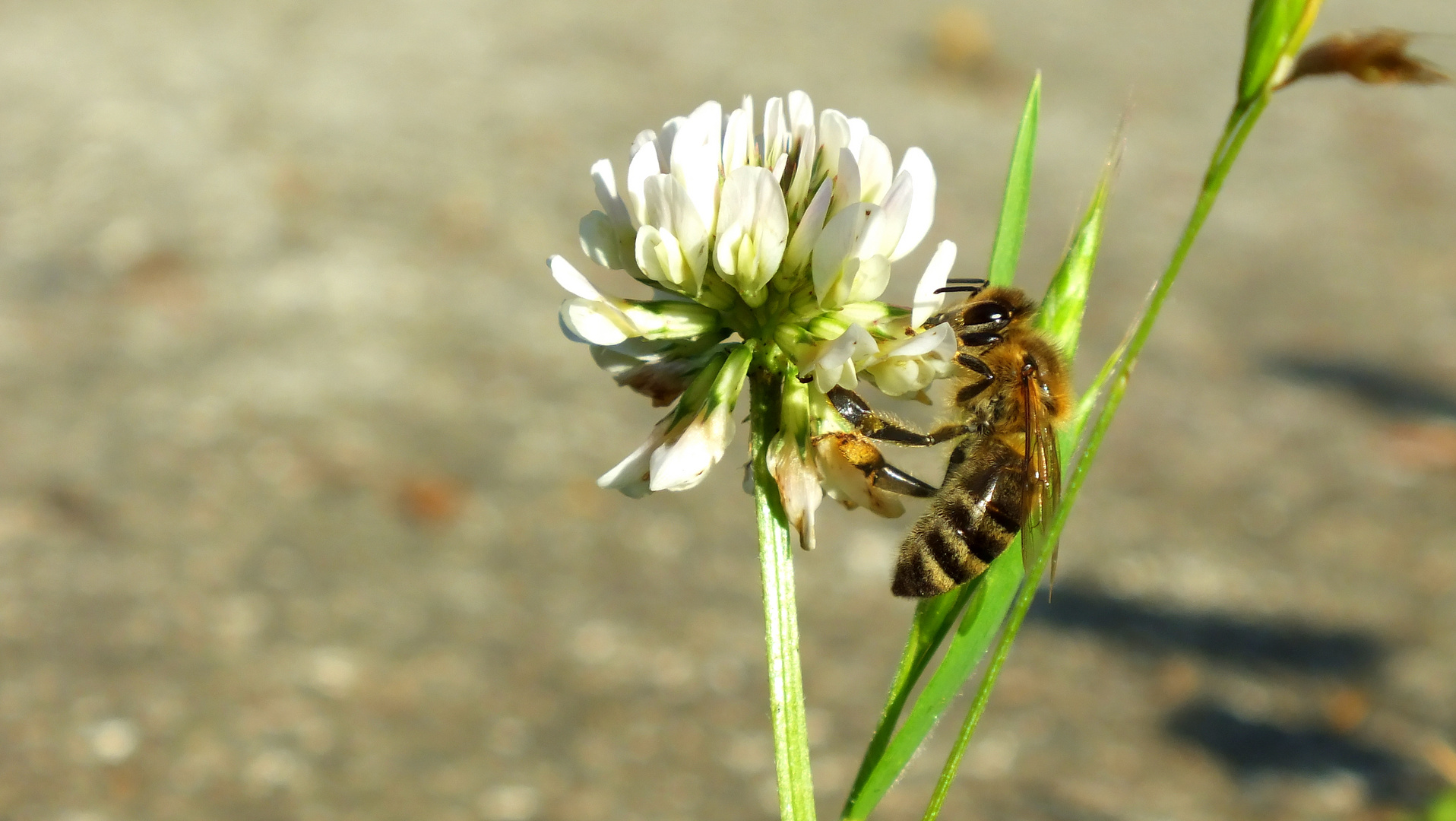 Makromonday fleißiges Bienchen