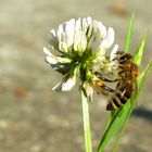 Makromonday fleißiges Bienchen