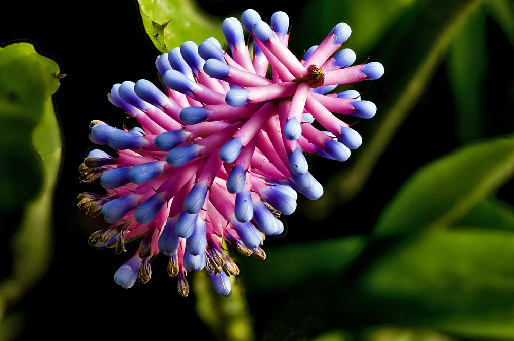 Makros aus unserem Garten 1