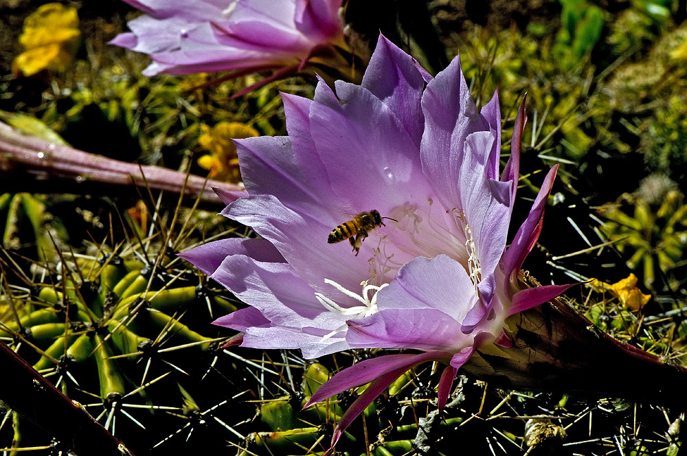 Makros aus unserem Garten 11