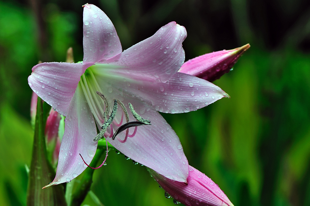 Makros aus unserem Garten 22