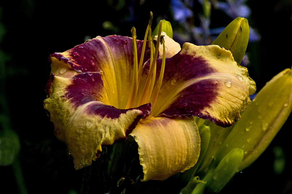 Makros aus unserem Garten 3