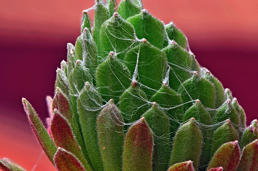 Makros aus unserem Garten 5