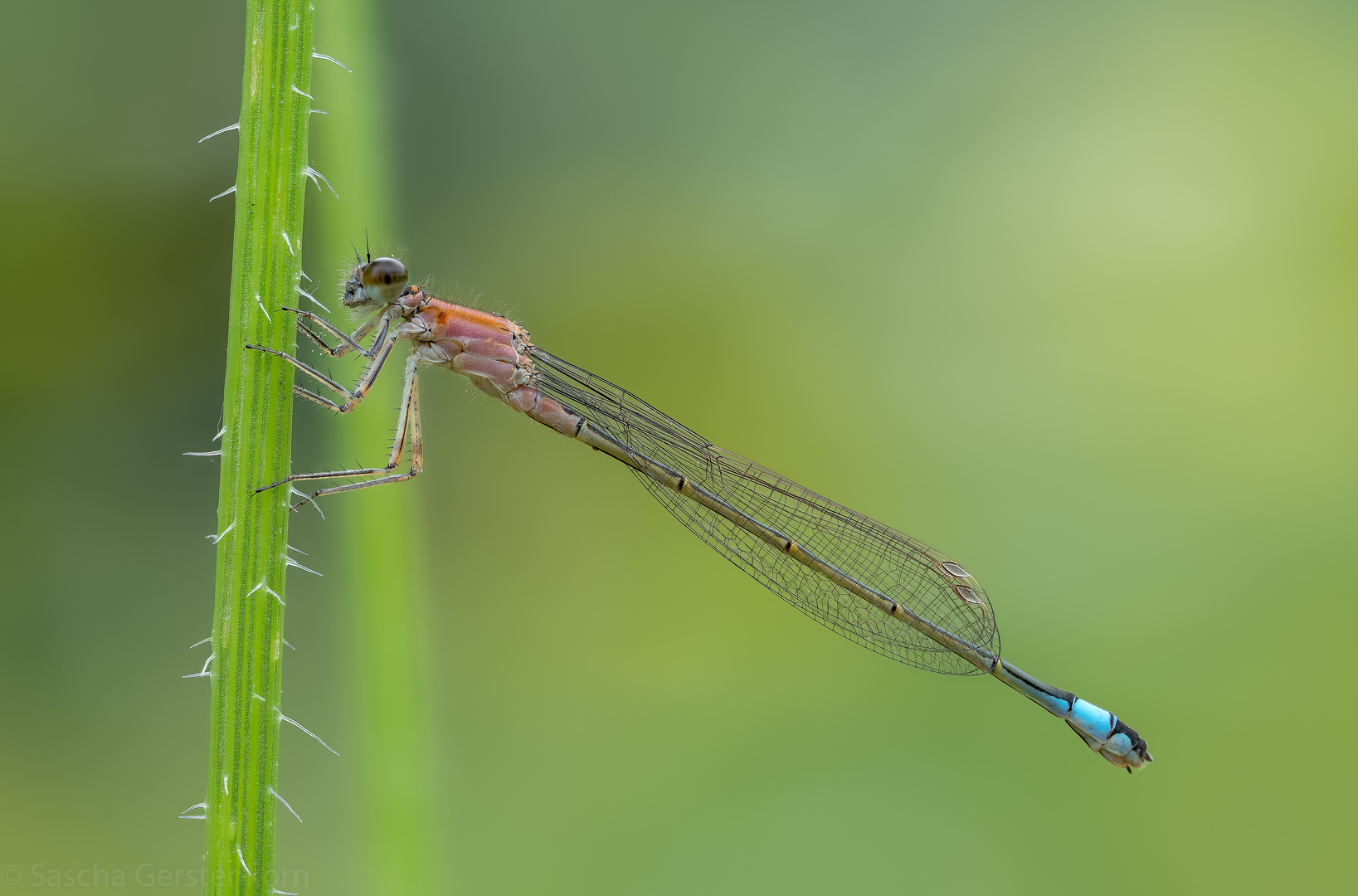 Makros vom 24.07.20 Libelle 2