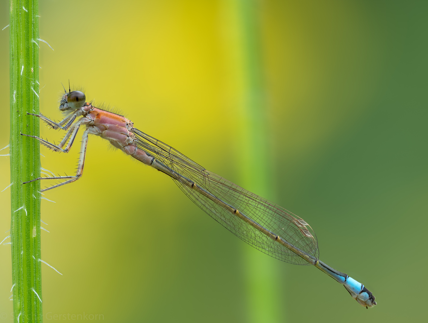 Makros vom 24.07.20 Libelle 3